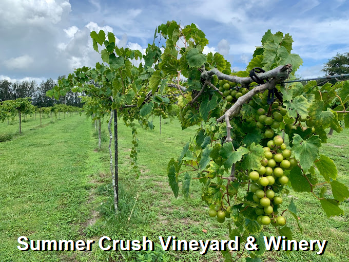 Summer Crush Vineyard & Winery - People's Travel Tours